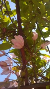 Beautiful Clematis on a beautiful day - Inspiring us!